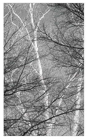 Birch Tree