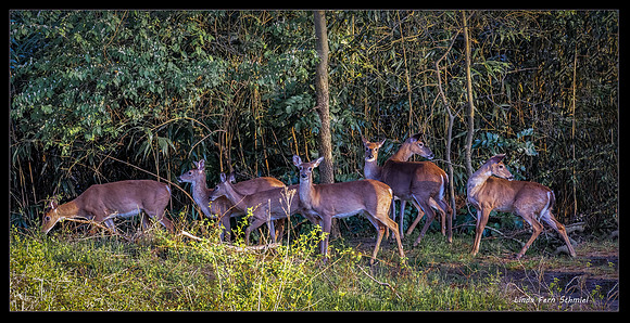 Deer Family of Maymont Park copy5 CR FB SM
