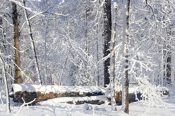 20220103_151613Linda in Snow by John_1 copyFBK