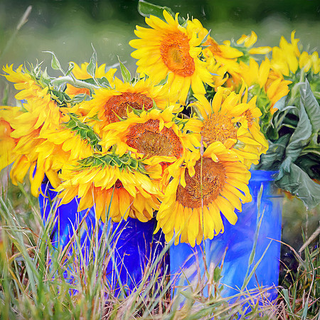 Yellow Sunflowers in Blue Buckets