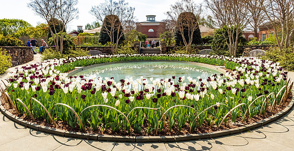 Tulips in the Lewis Ginter Gardens