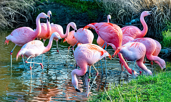 Pink Flamingos
