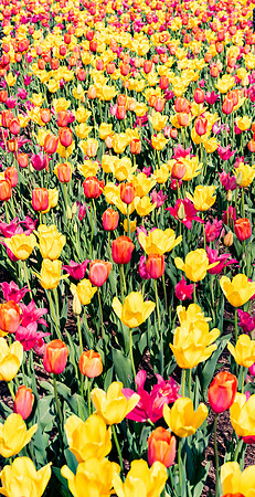 Tulips in Spring
